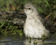 Northern-Mockingbird;Mockingbird;Bathing;Mimus-polyglottos;one-animal;close-up;c